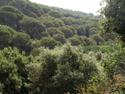 Prevenci� incendis forestals