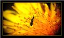Foto macro