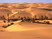 Oasis