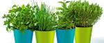 Plantes aromàtiques