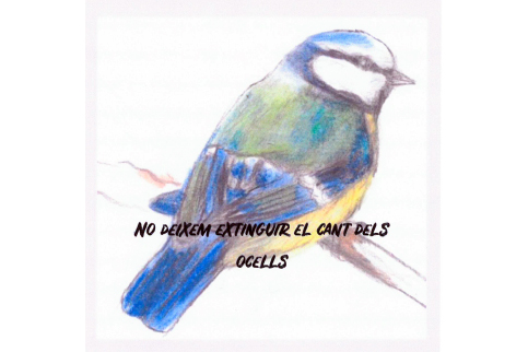 Projecte ocells