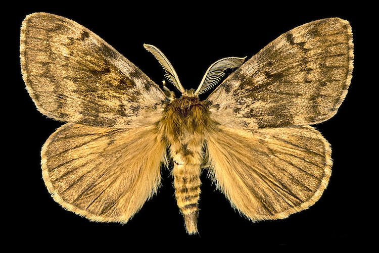 Lymantria dispar