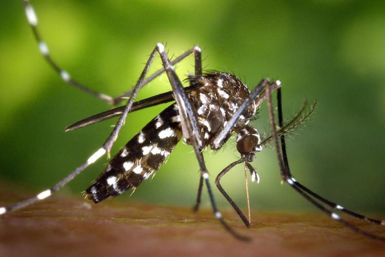 Mosquit tigre
