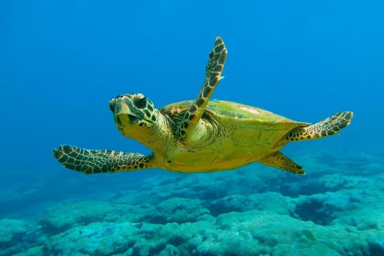 Tortuga Caretta