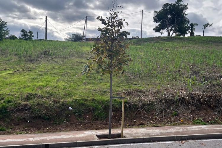 Plantada arbres