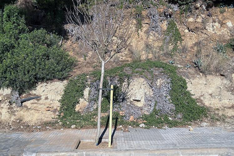 Plantada arbres