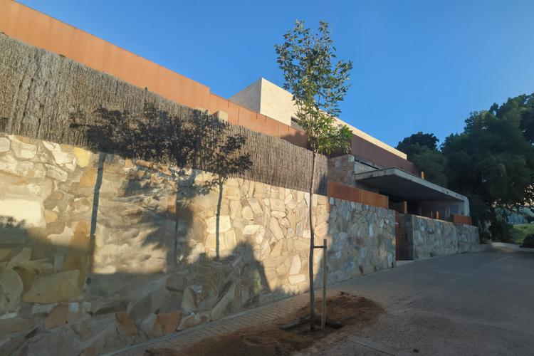 Plantació arbres