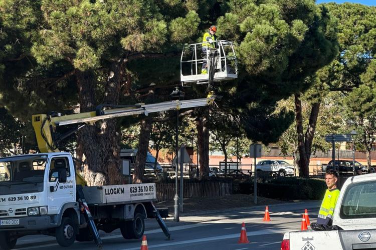 Retirada bosses processionària