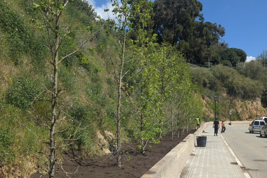 Plantació arbres Plantació arbres