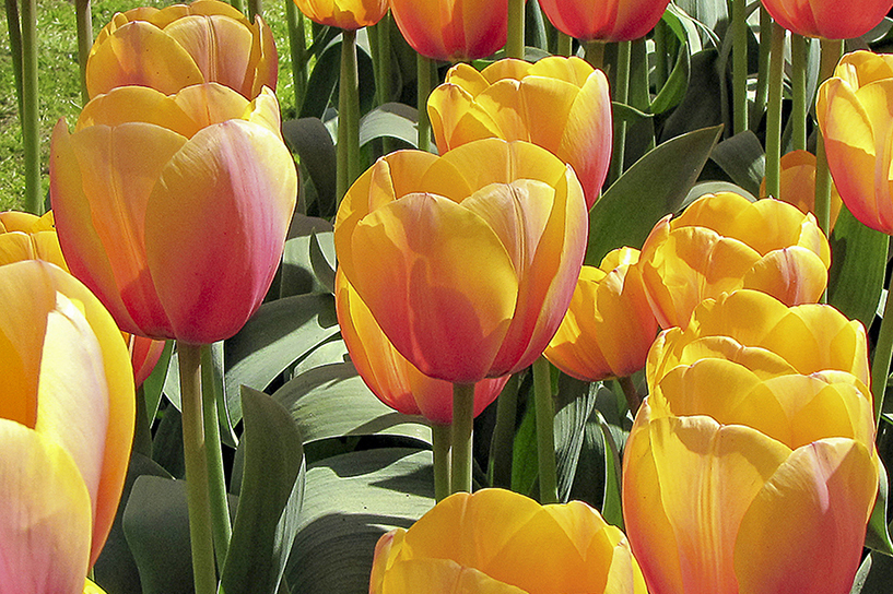 Flors
